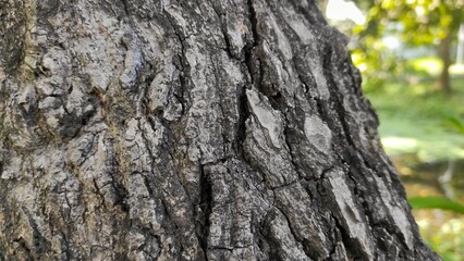 Abstract details background of old tree bark in the park during sunny day