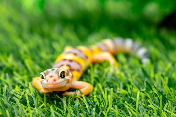 Lizard Eublepharis on a green lawn. Reptile gecko is yellow-spotted. Exotic tropical animal in the wild on the grass. smiling animal