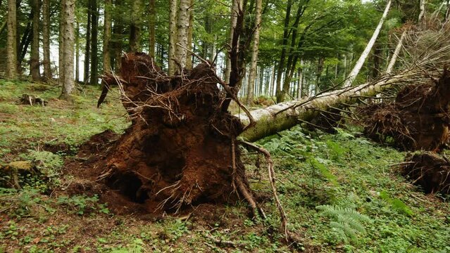 Tree fallen in the mountains due to disease, uprooted roots