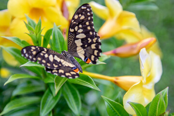 Citrus swallowtail butterfly on yellow flowers in Mulu National park Borneo 