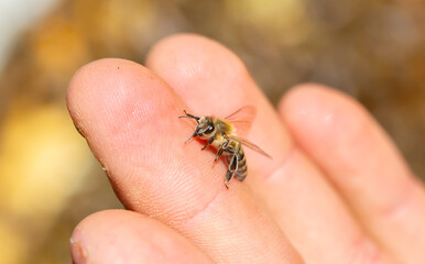 A bee on a person's hand close-up. Insect bite. A bee crawls over a person's skin.