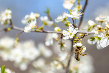 Bee on a flower of the white cherry blossoms. White flowers bloom in the trees. Spring landscape with blooming sakura tree. Beautiful blooming garden on a sunny day. Copy space for text.