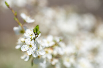 White flowers bloom in the trees. Spring landscape with blooming sakura tree. Beautiful blooming garden on a sunny day. Copy space for text.