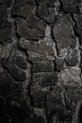 Texture and background of Tree bark