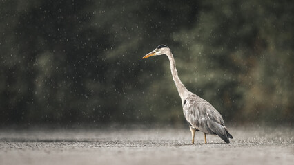 Graureiher (Ardea cinerea) im Regen
