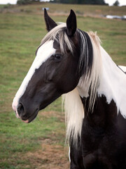 Face and neck of pieblad black and white mare.