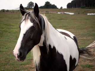 Side view of pieblad black and white mare.