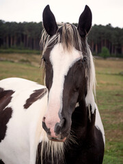 Pieblad black and white mare looking at camera.