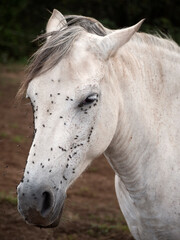 Obraz premium White andalusian mare with the face full of flies on a hot summer day.