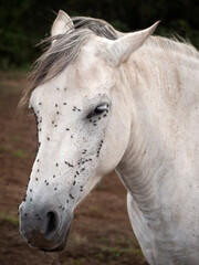 White andalusian mare with the face full of flies on a hot summer day.