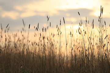 krise ernten getreide ährchen sonne sonnenuntergang hintergrund © kichigin19