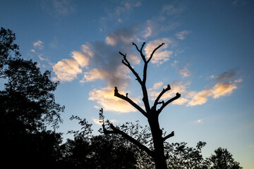 dead tree in front of clouds