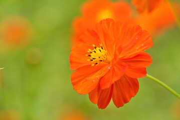 Orange Cosmos flowers Close-up