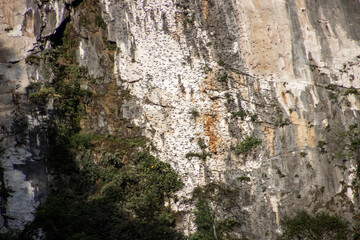 Bat cave in Mulu national park with bats leaving the cave