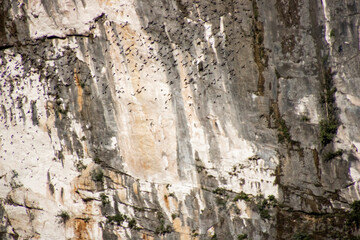 Bat cave in Mulu national park with bats leaving the cave