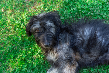 Naklejka na ściany i meble Close-up of a Catalan shepherd dog lying on the grass and looking at the camera. Pedigree dogs. Adoption of animals