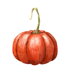 Orange pumpkin, autumn vegetable. Watercolor illustration isolated on white