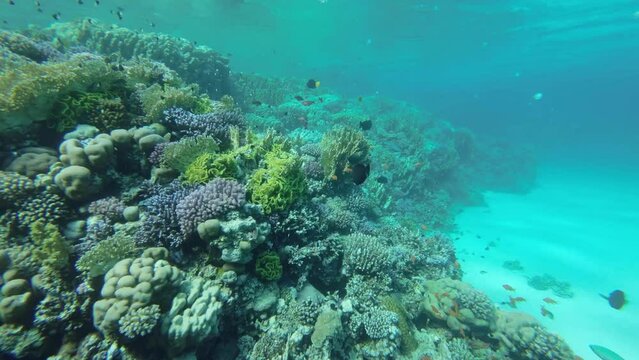 Colorful tropical fishes swims on beautiful coral reef on blue water background. Underwater life on coral reef in the ocean. Camera moves forward near a coral reef. Slow motion