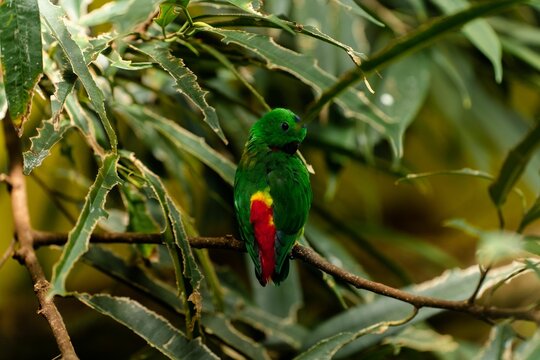 Blue-crowned hanging parrot standing on a branch