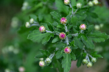 ピンク小菊の蕾