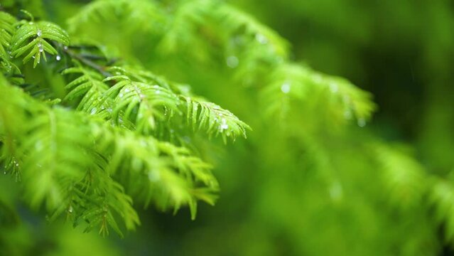 Bird's Nest Spruce Branches Moving By Wind Covered In Rain Drops Closely Showing Off In Slow Motion