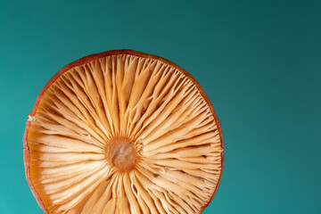 Macro of the inner surface of a wild mushroom. Abstract macro background.