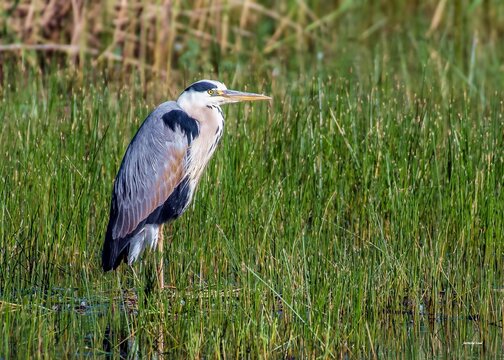 Ptaki Bilder Durchsuchen 7,963 Archivfotos, und Videos