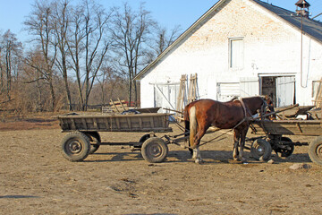 Horses harnessed to a cart, Vinnytsia region, Ukraine