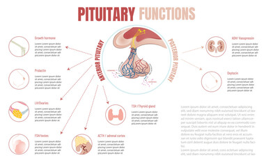 Functions of the pituitary gland
