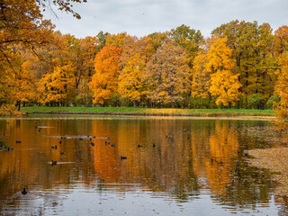 Alexander Park (Tsarskoye Selo). Pond in the park. Autumn maples in the park.