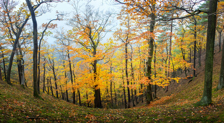 Fototapeta premium Panorama of the autumn forest