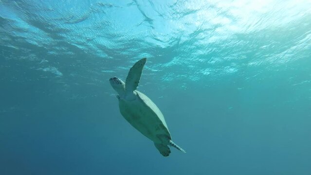 Slow motion, Sea turtle slowly fly to the up and rest on the surface in the blue water in sunrays. Green Sea Turtle (Chelonia mydas) swim upward. Red Sea, Egypt