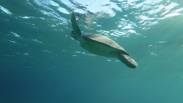 Slow motion, Sea turtle slowly fly to the up in the blue water in sunrays. Green Sea Turtle (Chelonia mydas) swim upward. Red Sea, Egypt