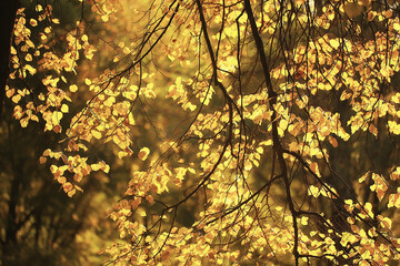 abstract autumn fall background leaves yellow nature october wallpaper seasonal - Powered by Adobe