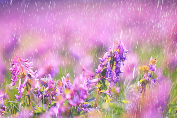 spring wild flowers rain drops abstract background