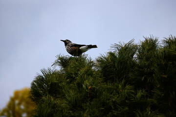eurasian wildlife forest bird Nucifraga caryocatactes