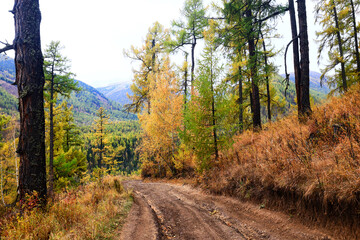 Fototapeta premium wallpaper autumn landscape mountain altai, freedom romantic trip