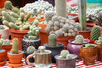 Cactus market
