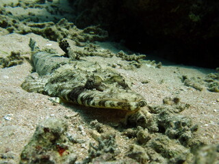 Colorful tropical fish on a coral reef, amazingly beautiful fairy world. In the coral gardens of the Red Sea.
