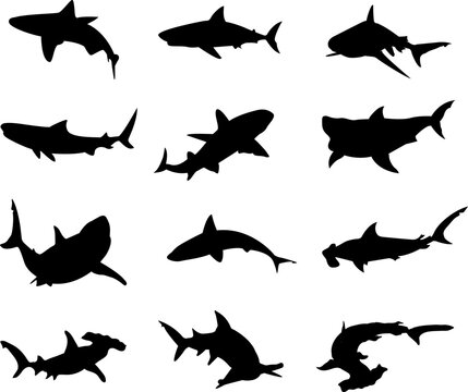Vector Silhouette Collection of sharks for logos and artwork compositions