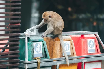 Draagtas The monkey is on the trash can, looking for food in a plastic bag. The impact of the city extends to animals and wildlife. © KSKittisak