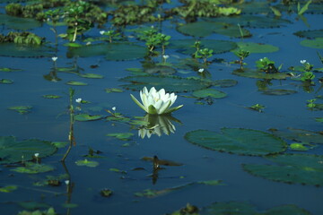 Water Lily Nymphaea alba floating on water