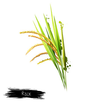 Growing seed on a white background. Rice is seed of the grass species Oryza sativa Asian rice or Oryza glaberrima African rice. Staple food. Cereal grain Herbs and spices collection. Digital art.