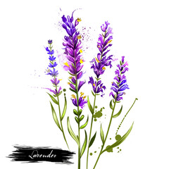 Lavender isolated. Lavandula or lavender. Flowering plant in the mint family, Lamiaceae. Lavandula angustifolia. Herbs spices. Healthy food natural organic plant. Cosmetic ingredient. Digital art.