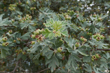 Crataegus azarolus branch with fruit