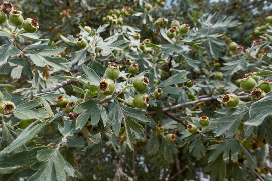 Crataegus azarolus branch with fruit
