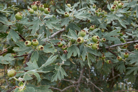 Crataegus azarolus branch with fruit