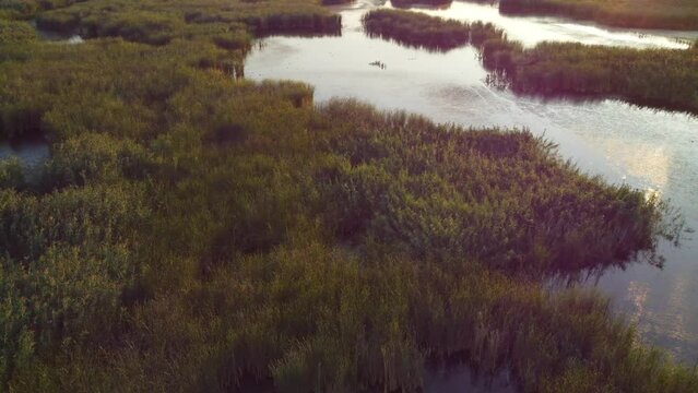 Reeds and lakes in the Vacaresti Delta
