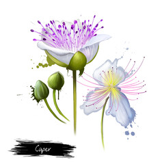 Capparis spinosa, caper bush, Flinders rose, perennial plant that bears rounded leaves and large white to pinkish-white flowers. Edible flower buds capers, often used as a seasoning. Digital art