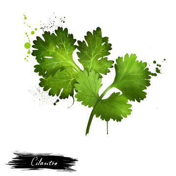 Cilantro green leaves close-up isolated on a white. Grahic illustration. Coriander. Chinese parsley. Annual herb in the family Apiaceae. Herbs spices. Healthy food natural organic plant. Digital art